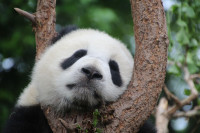 Bored Panda - xm-institute - Dr. Oliver Mack - Bild: Bild von <a href='https://pixabay.com/de/users/cimberley-2163857/?utm_source=link-attribution&utm_medium=referral&utm_campaign=image&utm_content=1236875' srcset=